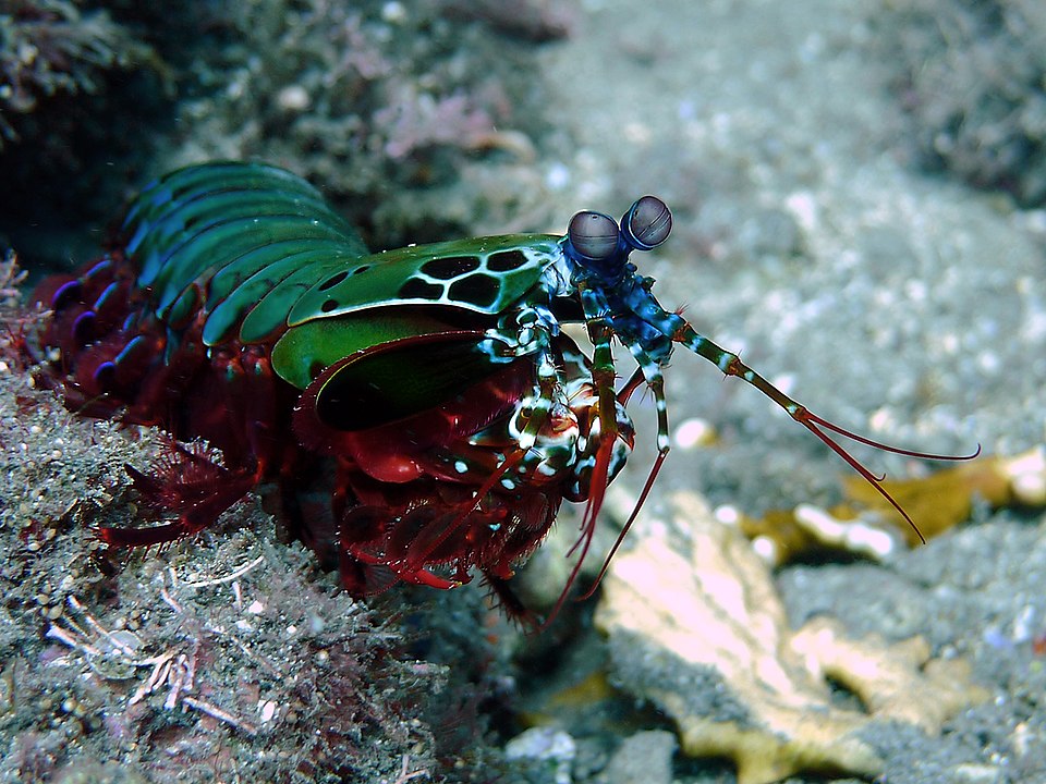 Gambero mantide (Odontodactylus scyllarus)
