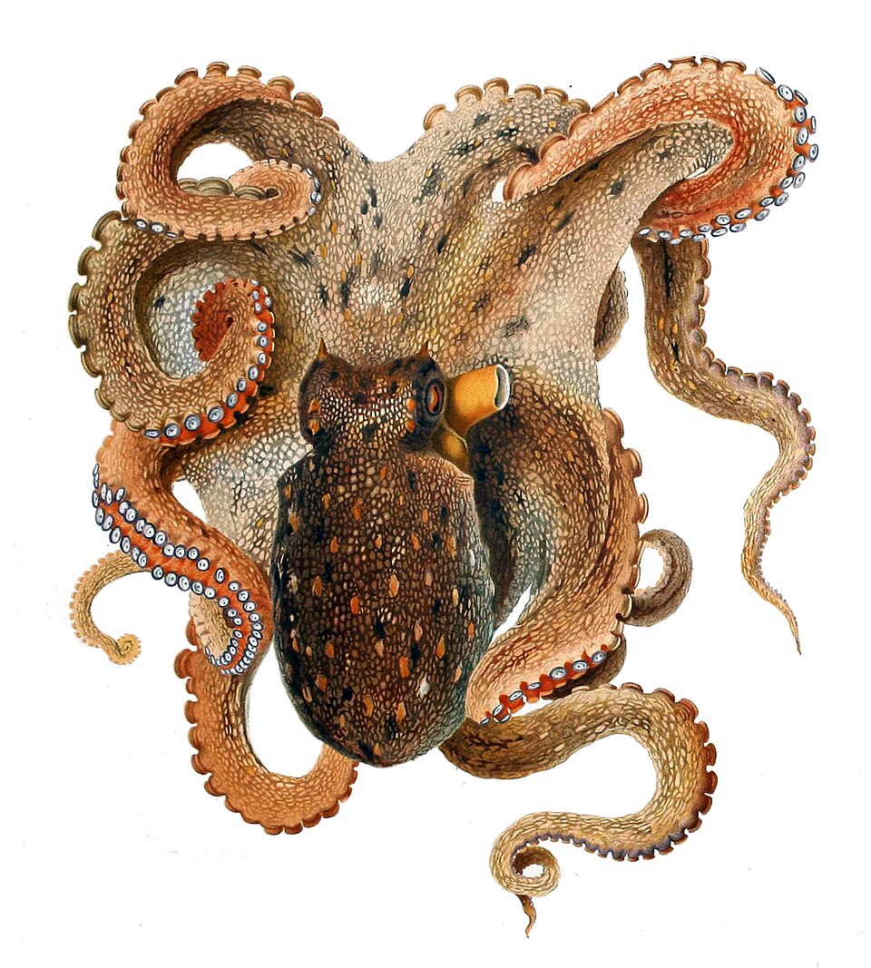 Occhio del polpo